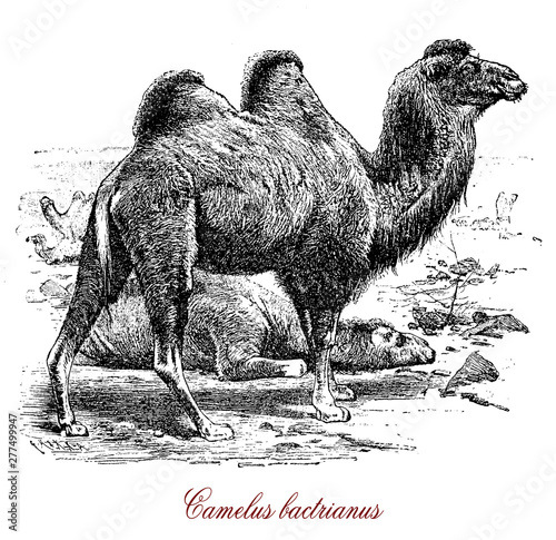 The Bactrian camel is a large even-toed ungulate native to the steppes of Central Asia. The Bactrian camel has two humps on its back and since the antiquity serves as domesticated pack animal. photo