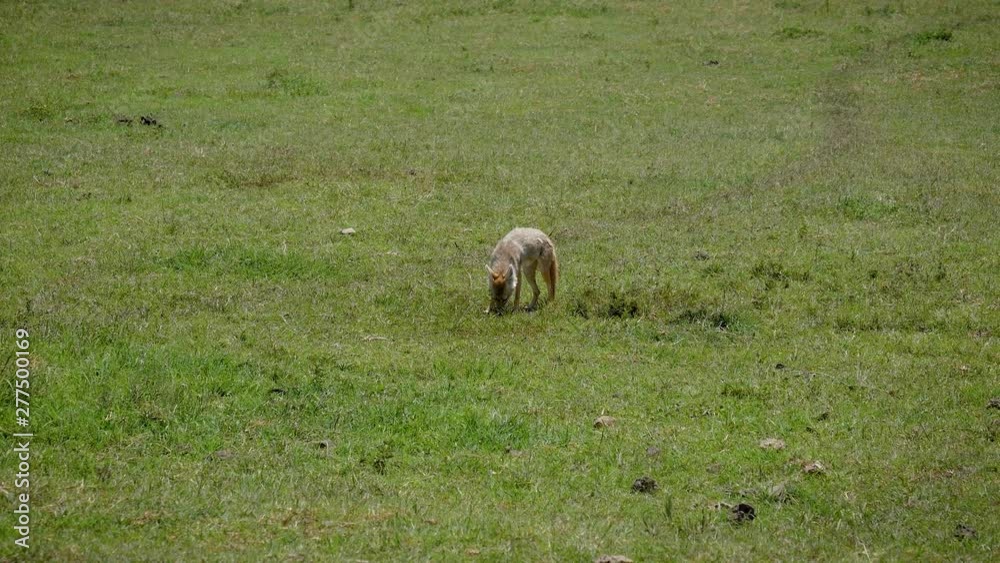 Jackal Sniffing Smells In Search Of Food In African Plain