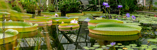 The giant water lily in the botanical garden in st. petersburg