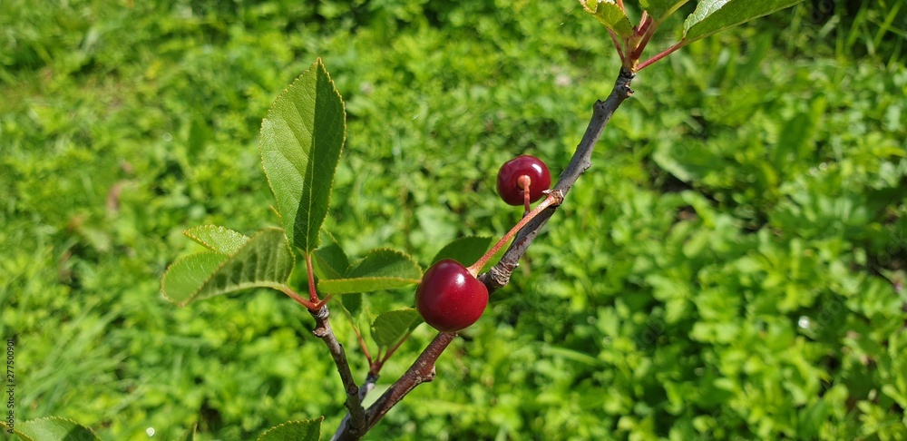 Obraz premium Cherry on the tree. Cherry berry. Fresh cherry