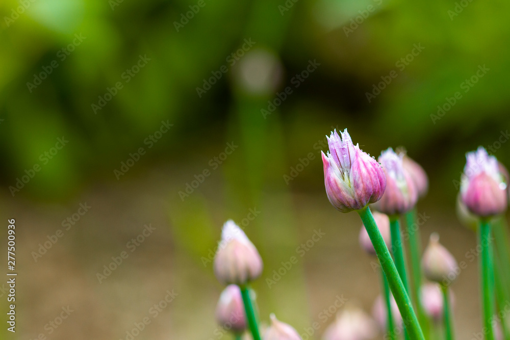 Schnittlauchblüten (Allium schoenoprasum) Schnittlauchblüten (Allium schoenoprasum)