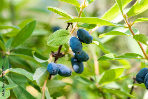 A branch of honeysuckle with ripe blue berries