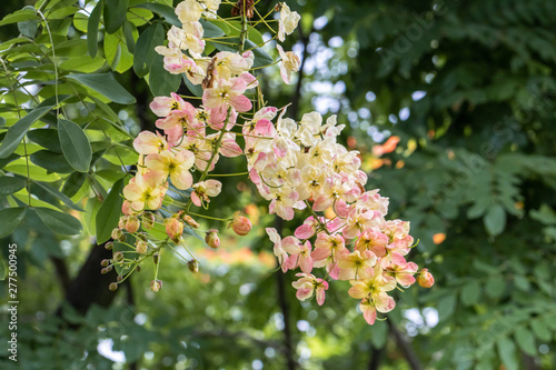 Selective focus beautiful Cassia Fistula flower blooming in a garden.Also called Golden Shower,Purging Cassia or Indian laburnum.Close up yellow flower in summer season.