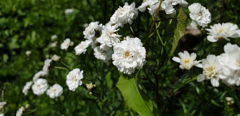 Flowers are white. White flowers .Wildflowers in the close-up Flowers are white. White flowers .Wildflowers in the close-up