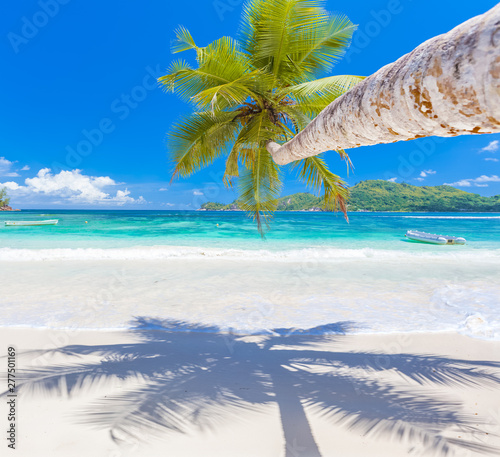 Fototapeta Naklejka Na Ścianę i Meble -  palm tree on the beach , Mahé, Seychelles 