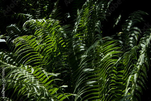 fern in forest