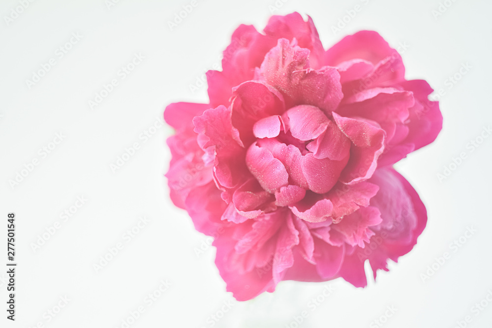 Peony pink color close-up on a white background. Fresh flowers isolate. Selective focus. Copy space. Peony pink color close-up on a white background. Fresh flowers isolate. Selective focus. Copy space.