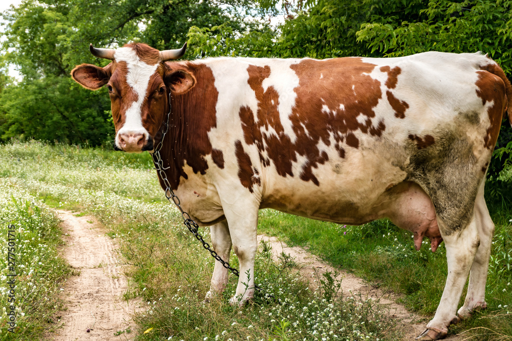 red white cow on field near footpath