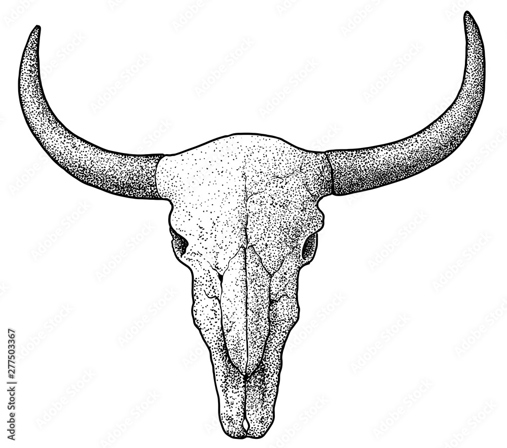 Fototapeta premium Bull skull illustration, drawing, engraving, ink, line art, vector