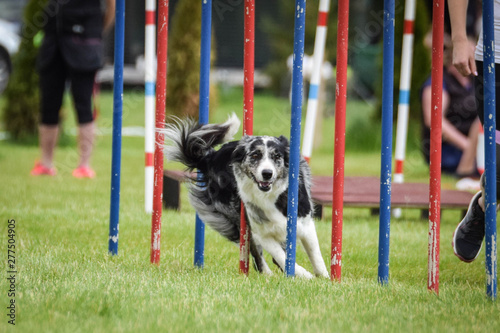 Bluemerle Border collie is running on czech agility competition slalom. Prague agility competition in dog park Pesopark.