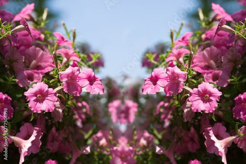 Wallpaper Mural Flower frame petunia design Torontodigital.ca