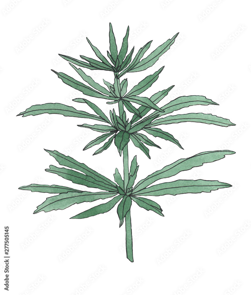 Naklejka premium Watercolor branch of Green hemp with leaves