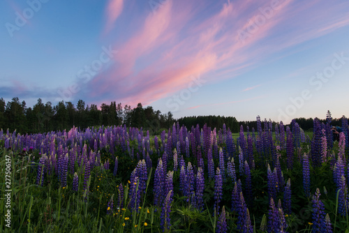 Summer sunset with red and purple clouds and purple lupine flowers in the foreground