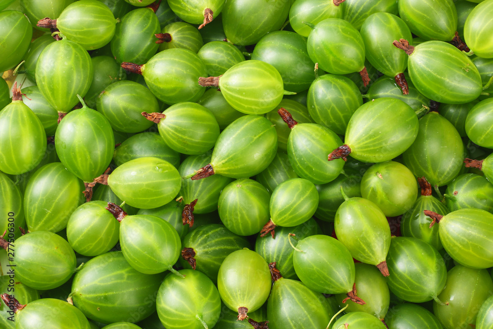green gooseberry background. green gooseberry texture. Top view. green gooseberry background. green gooseberry texture. Top view.