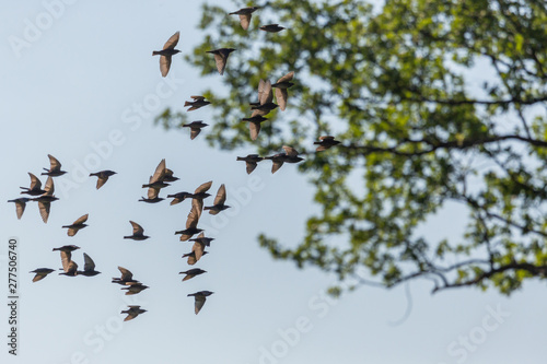 group of starlings (sturnus vulgaris) passing in front of tree