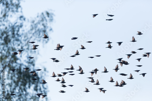 swarm of starlings (sturnus vulgaris) passing in front of tree