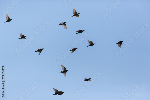 group of starlings (sturnus vulgaris) in flight in blue sky © Pascal Halder