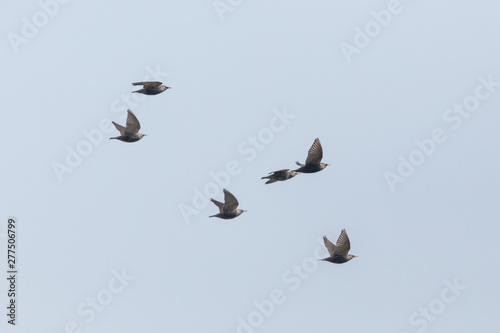 group of starlings (sturnus vulgaris) in flight in blue sky