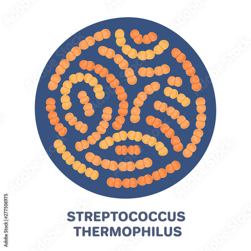 Vector probiotics in circular shape. Streptococcus thermophilus. Microbiome. Medicine or dietary supplement. Brochure, flyer, label, cover, poster, banner, package, advertising, presentation. Eps10