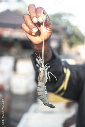 Seafood fishing in the ocean. Shrimp in the hands of a man fisherman. Stock photo