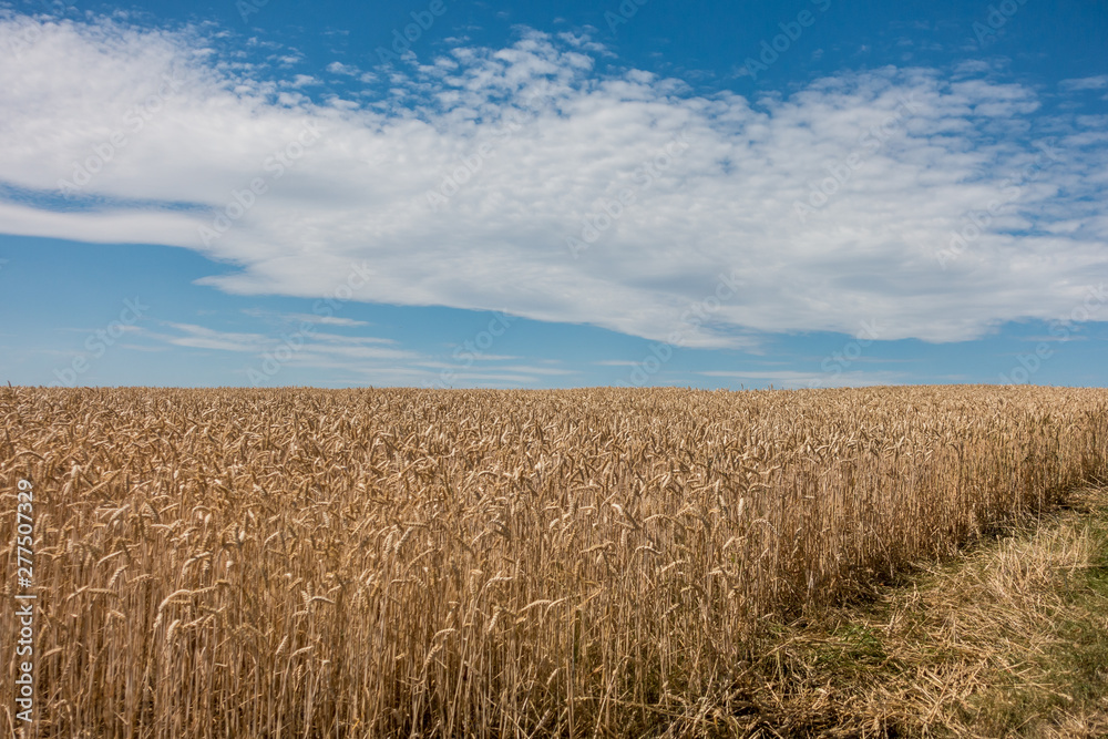 Reifes Weizenfeld kurz vor der Ernte
