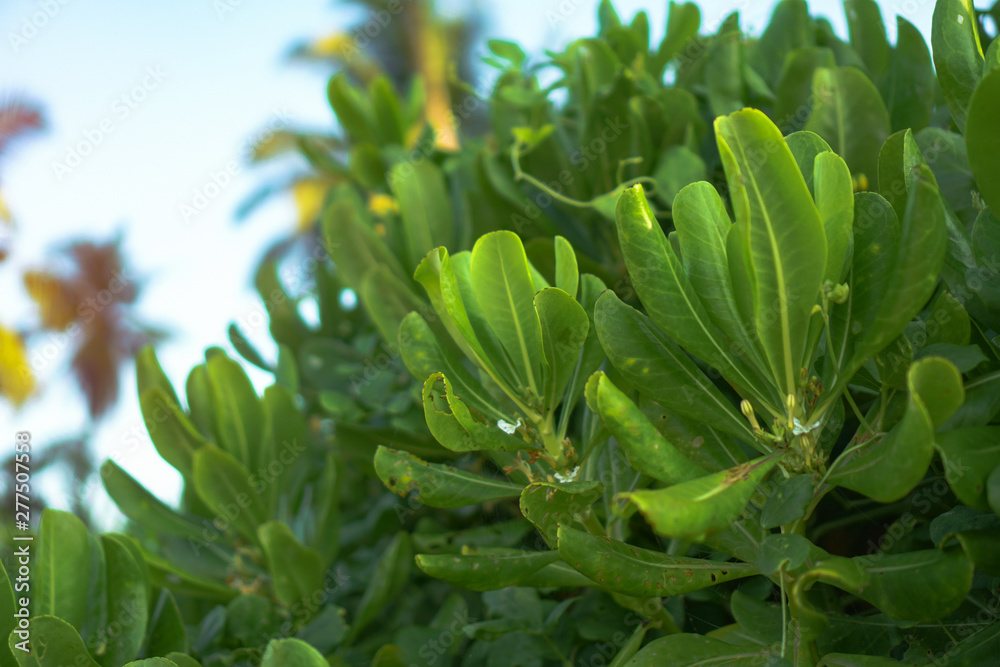 Beach green plants in the tropics. Greens in Asia and its landscapes. Stock photo Beach green plants in the tropics. Greens in Asia and its landscapes. Stock photo