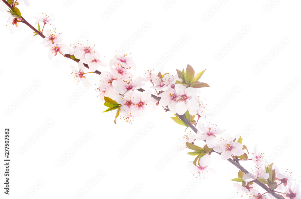 Branch with delicate white and pink flowers Branch with delicate white and pink flowers
