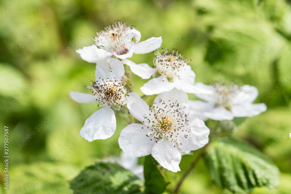 Fototapeta premium blackberry blossom