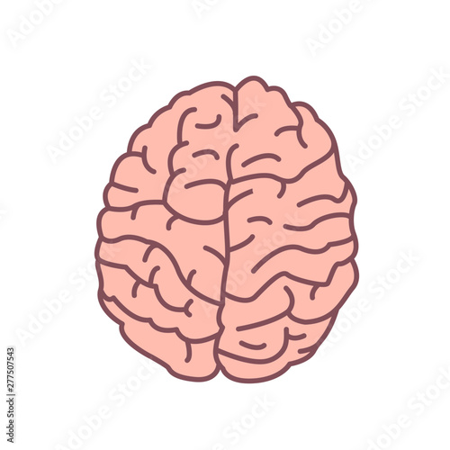 Human brain isolated on white background