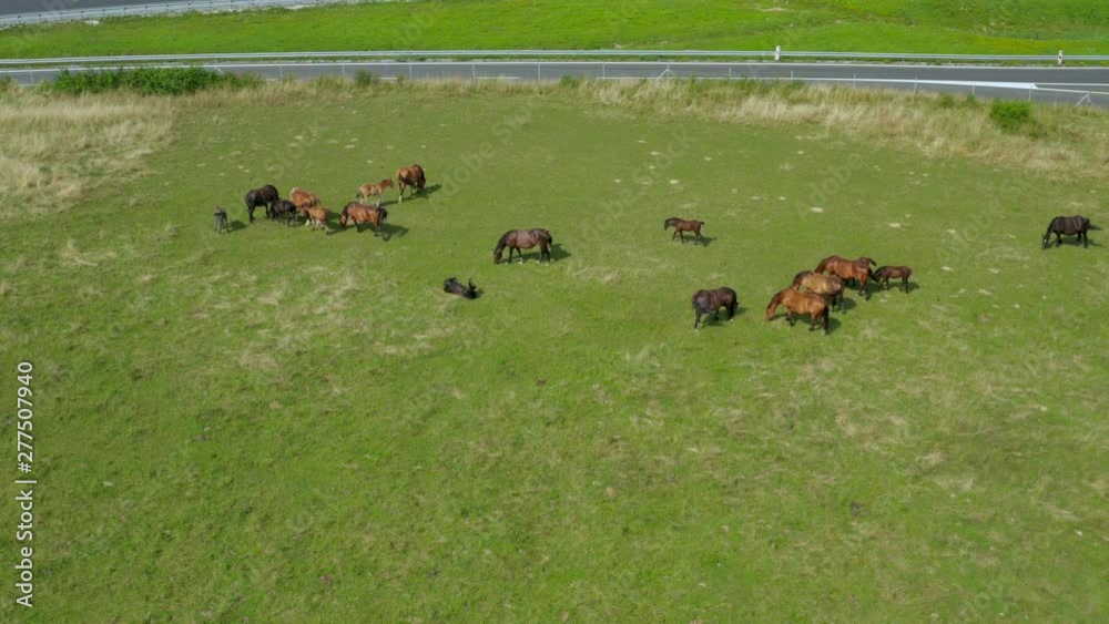 Horses grazing on pasture, aerial view of green landscape with a herd of brown horses and a single white horse, European horses on meadow Horses grazing on pasture, aerial view of green landscape with a herd of brown horses and a single white horse, European horses on meadow