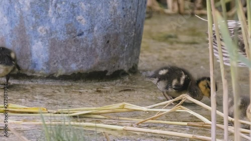 Young little ducks questing some foods near the shore of Zamardi ferry terminal. photo