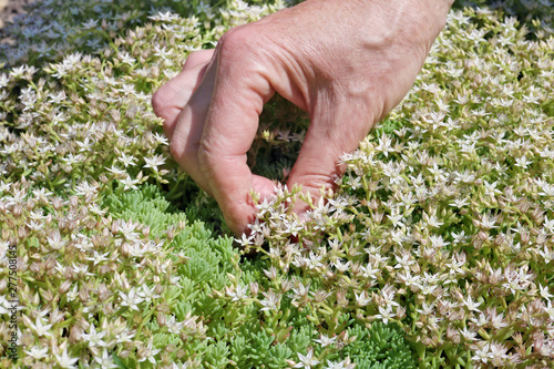 The woman - farmer care and collect a white flowers from spice herb