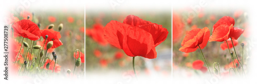 Panorama mit 3er-Komposition aus Mohnblumen