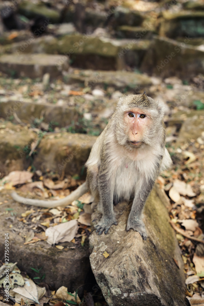 Monkeys in Angkor Wat, Siem Reap, Cambodia Monkeys in Angkor Wat, Siem Reap, Cambodia