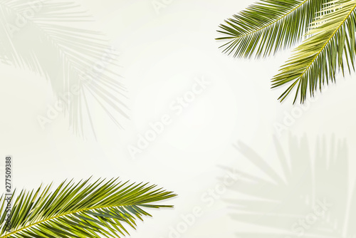 Summer leaves of coconut palms and free space for your decoration. 
