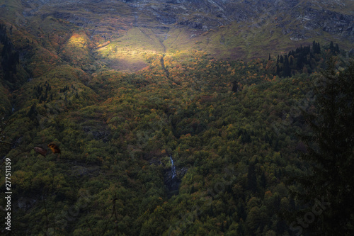 view of the autumn forest illuminated by the sun close up