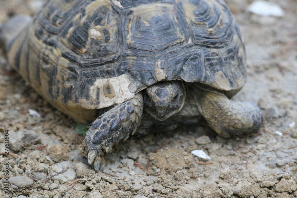 Big turtle in the city. Ankara, Turkey. Big turtle in the city. Ankara, Turkey.