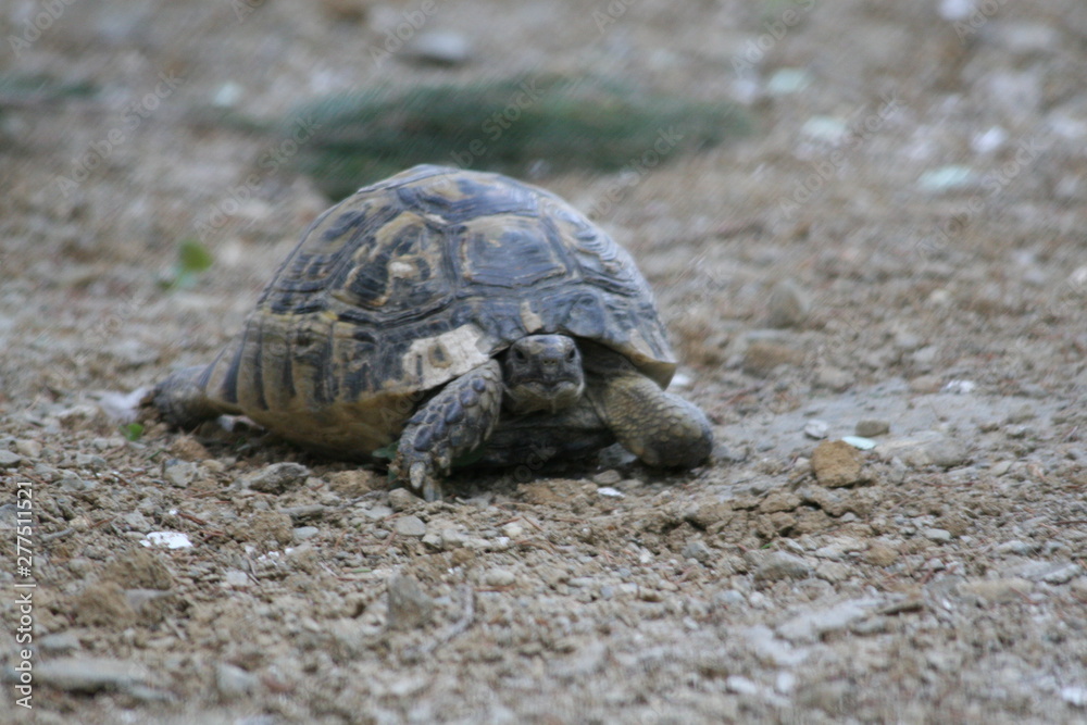 Obraz premium Big turtle in the city. Ankara, Turkey.