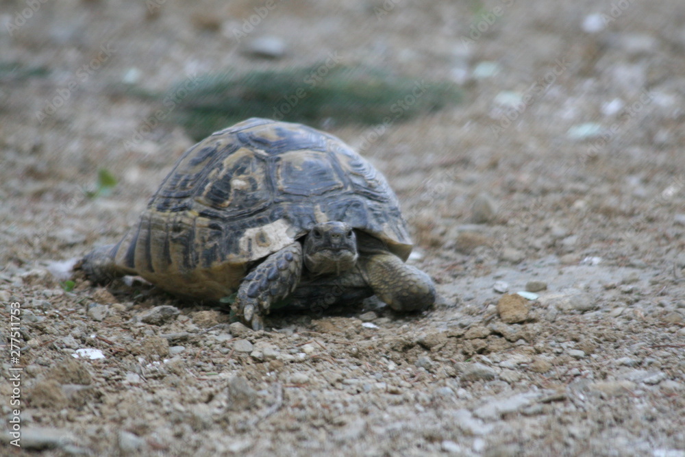 Big turtle in the city. Ankara, Turkey. Big turtle in the city. Ankara, Turkey.