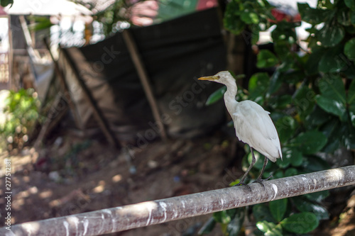 Beautiful oriental bird on a sunny day on a green background of plants. Stock photo photo