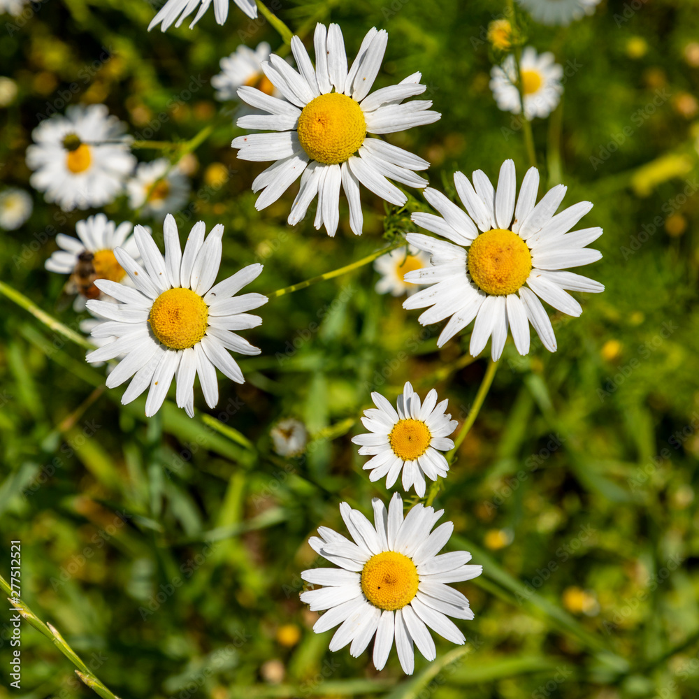Fototapeta premium camoille flowers growing at the meadow, they are also used for medicin
