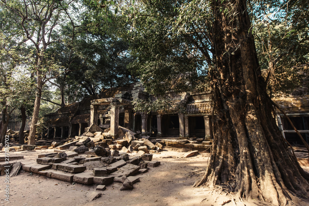 Fototapeta premium Ta Prohm temple. Ancient Khmer architecture under the giant roots of a tree at Angkor Wat complex, Siem Reap, Cambodia