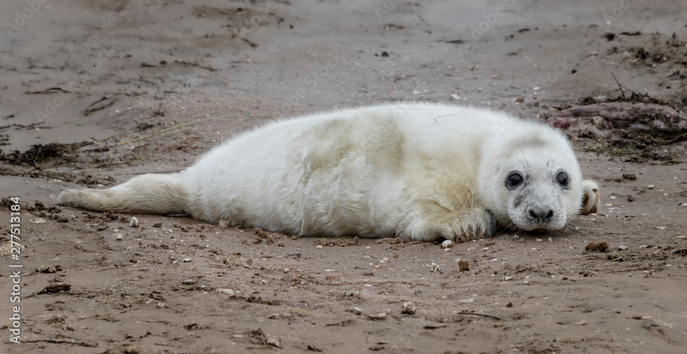 A very young seal pup lying on the beach staring forward at the camera A very young seal pup lying on the beach staring forward at the camera