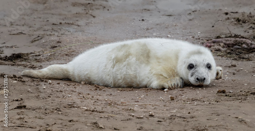 A very young seal pup lying on the beach staring forward at the camera