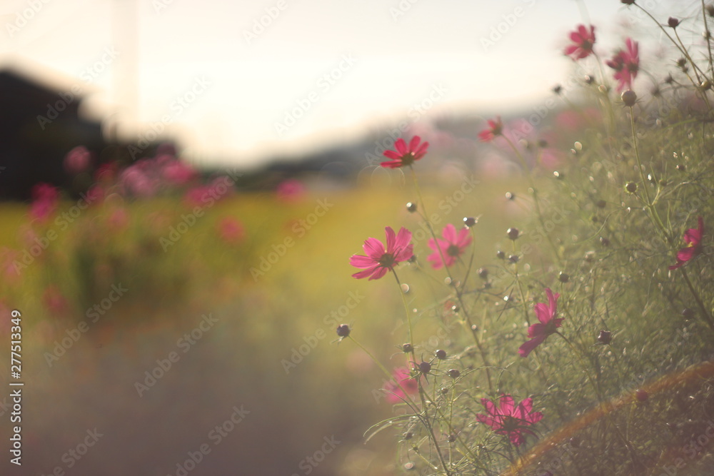 夕方の庭のピンクのコスモスの花とレンズフレア