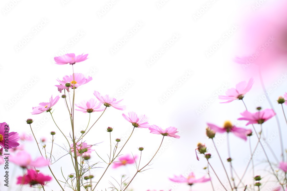 コピースペースのある白い空の背景とピンクのコスモスの花