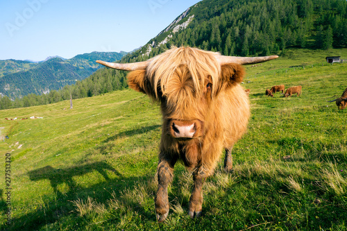 A young bull from a highland cattle flock curiously walks towards the camera. In the background a mountain panorama and some more cattle are grazing.