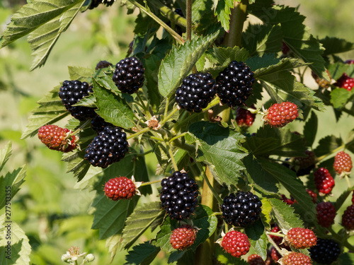 Mûriers (Rubus fruticosus) ou ronces aux mûres rouges et noires photo