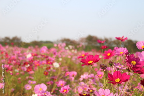 コピースペースのある青い空の背景とピンクのコスモスの花