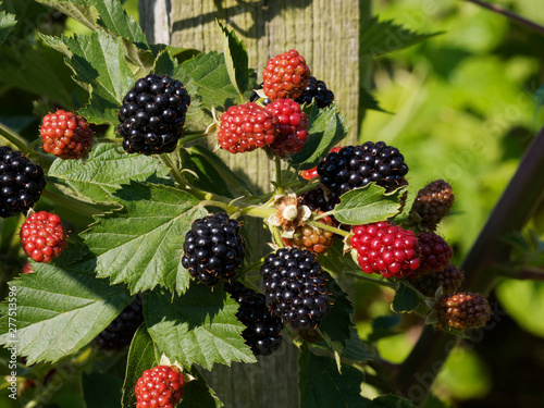 Tableau sur toile Mûriers (Rubus fruticosus) ou ronces aux mûres rouges et noires